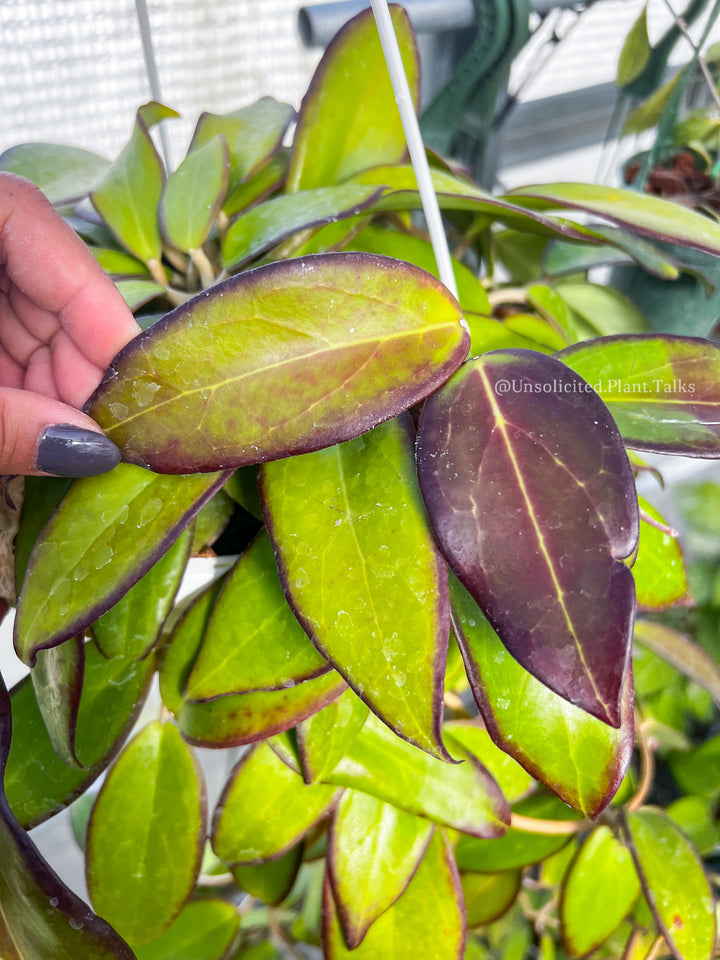 Hoya ‘Mango Sunset’ (UPT010)