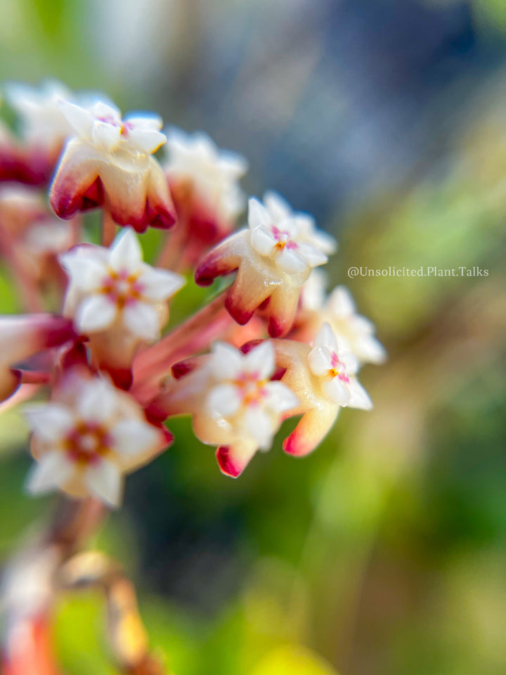 Hoya ‘Mango Sunset’ (UPT010)