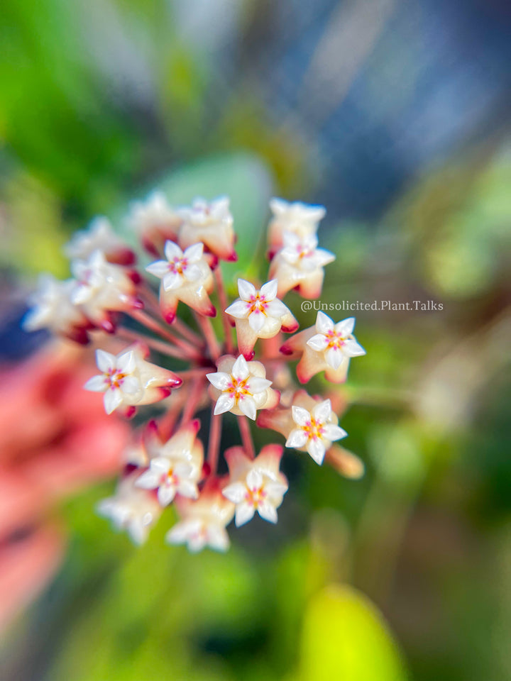 Hoya ‘Mango Sunset’ (UPT010)