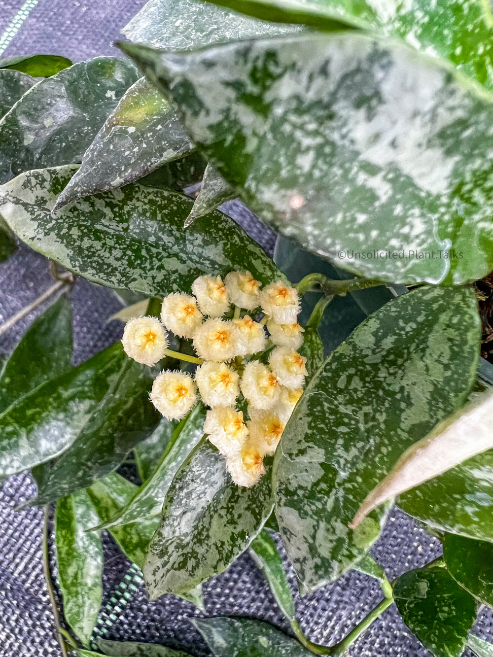 Hoya lacunosa ‘Snow Caps’