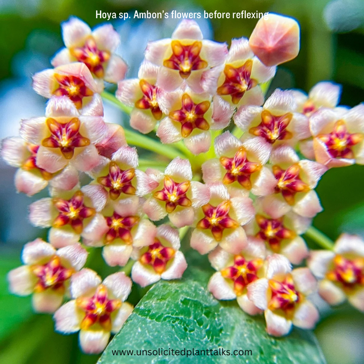 Hoya sp. Ambon