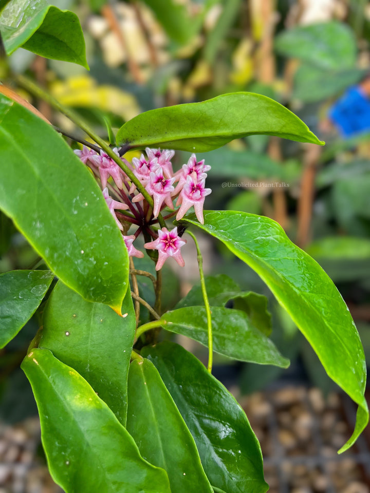 Hoya darwinii