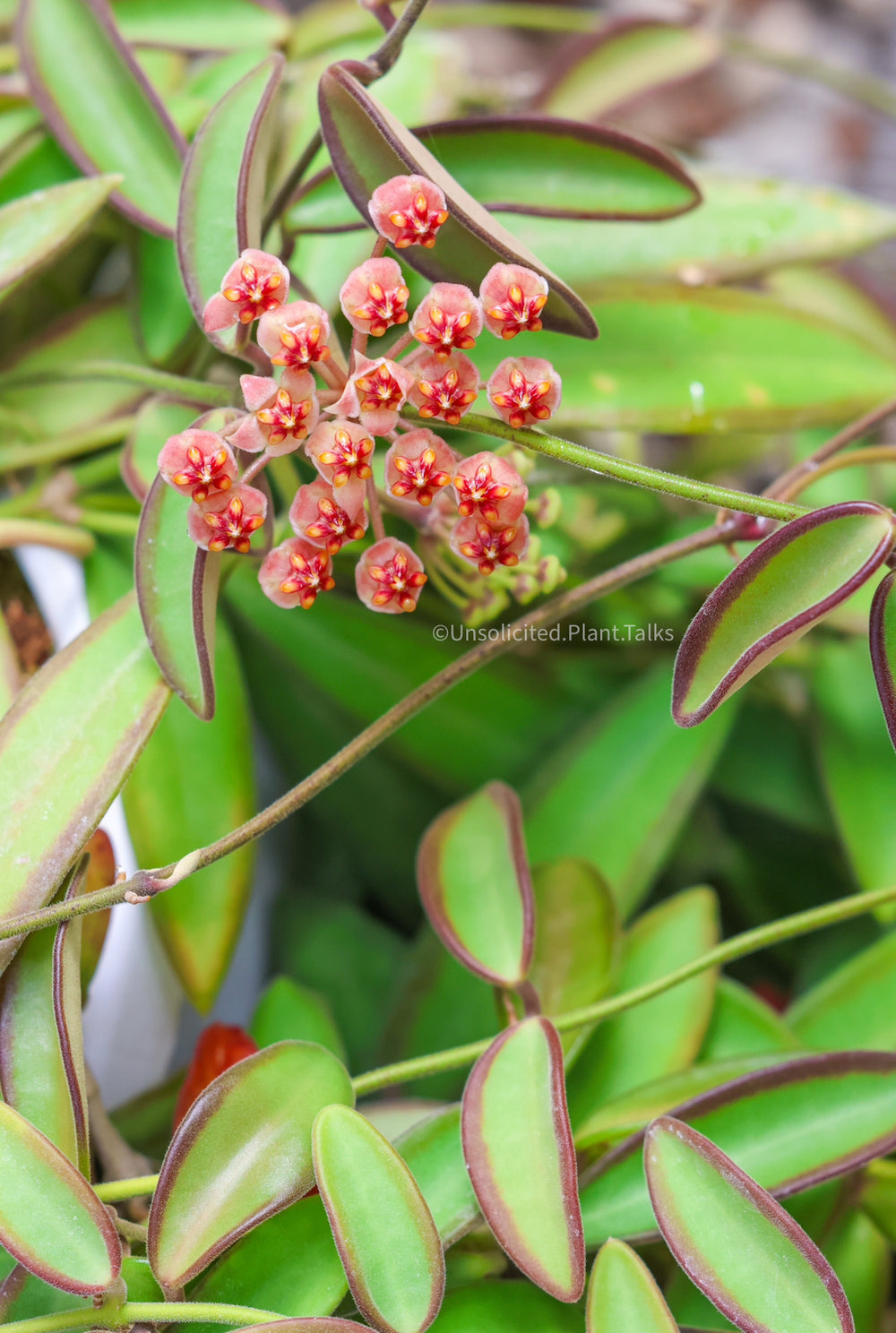 Hoya anncajanoae