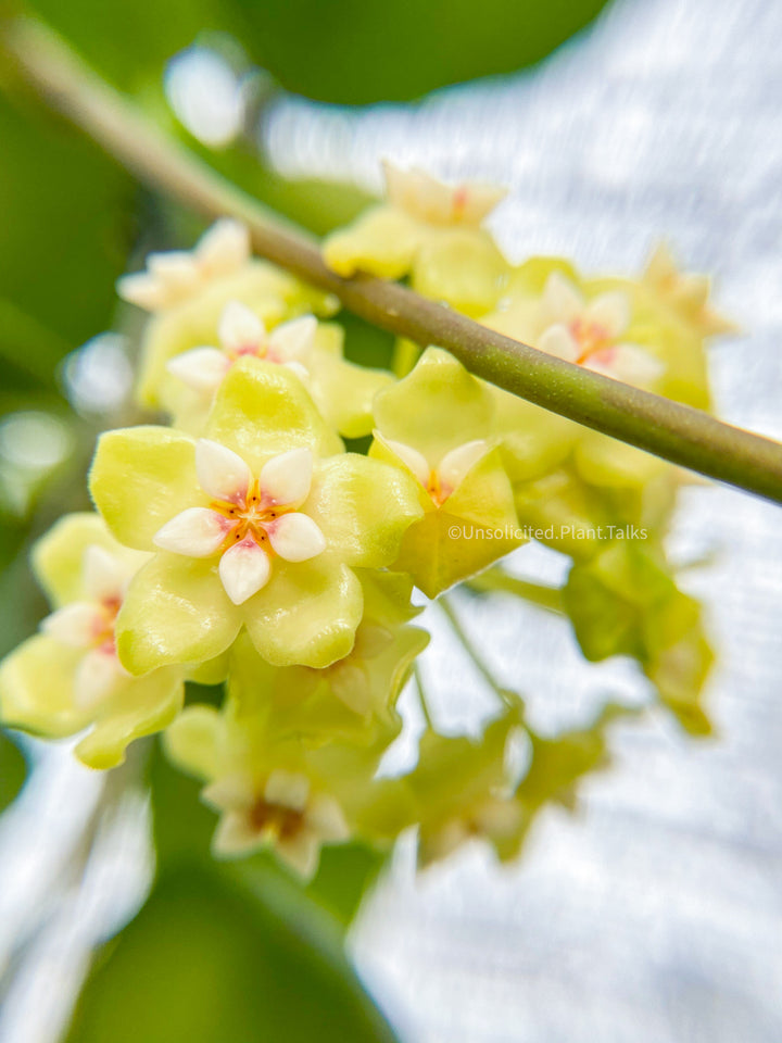 Hoya ‘Genieve’