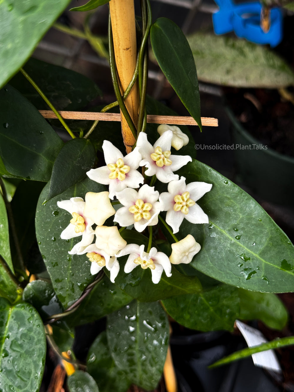 Hoya Carrii (NS13-064)