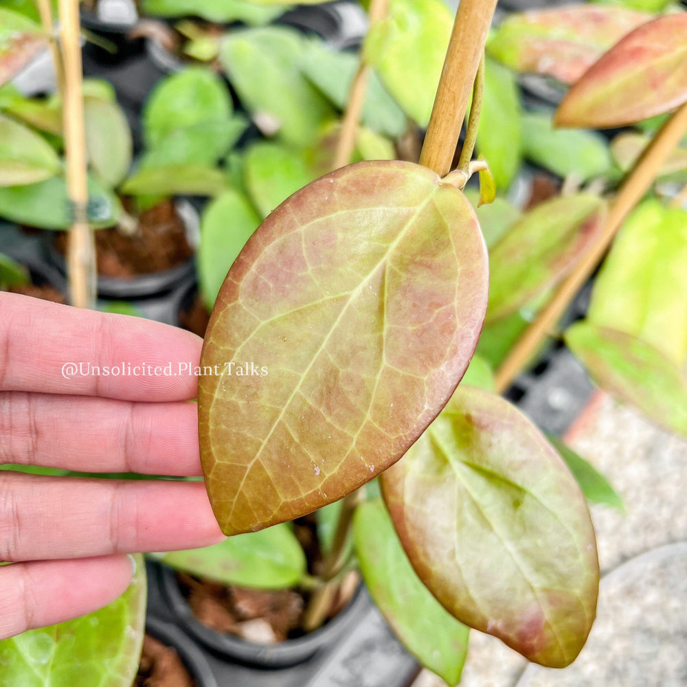 Hoya ‘Scarlet O’Hoya’ (MB1594-A)