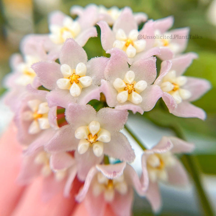 Hoya thomsonii (pink)