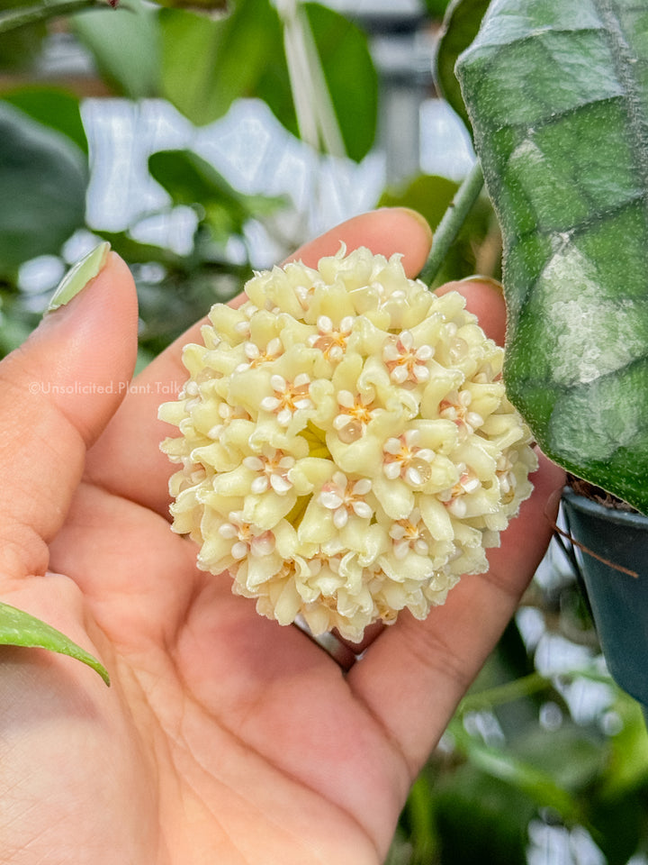 Hoya globulosa (Cao Bang)