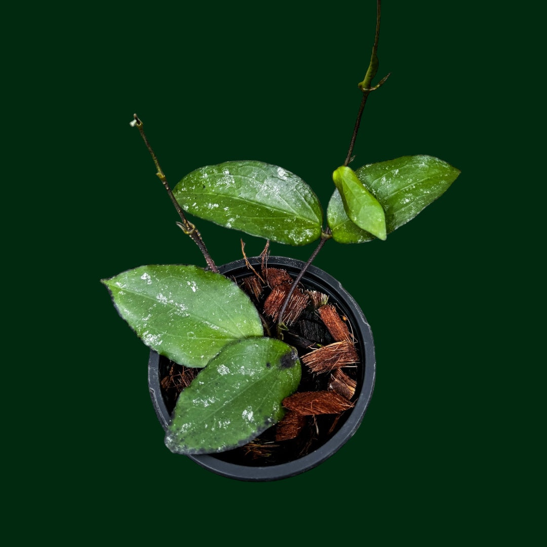 Hoya erythrina x Hoya caudata