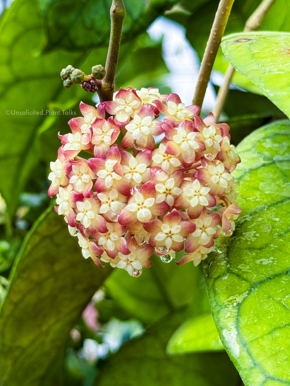 Hoya 'Alyona'