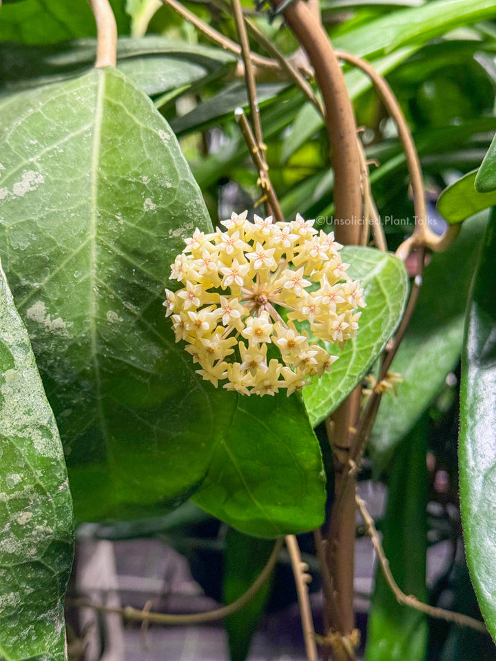 Hoya verticillata (Lampung)