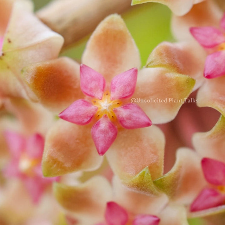 Hoya vitellina (not fuscomarginata)