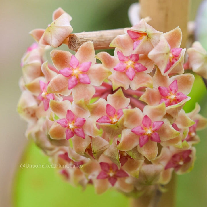 Hoya vitellina (not fuscomarginata)