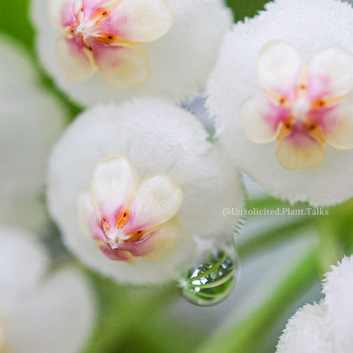 Hoya rotundiflora