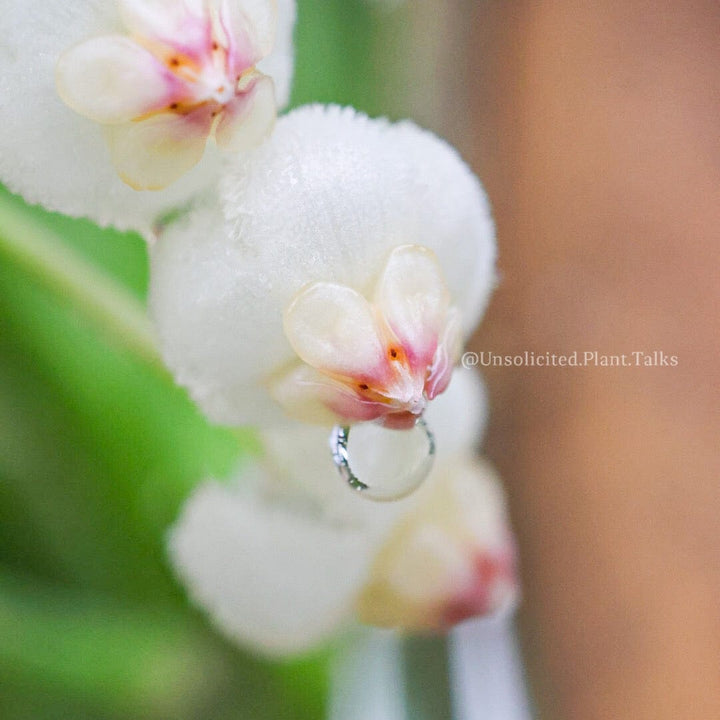 Hoya rotundiflora