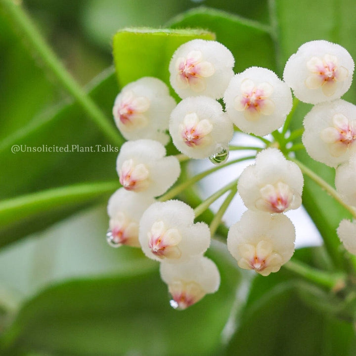 Hoya rotundiflora