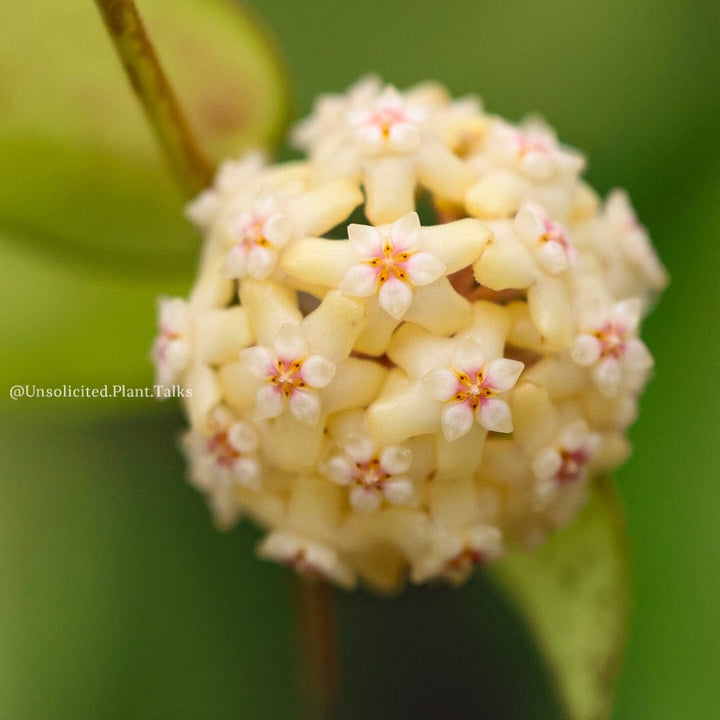 Hoya verticillata (MA07)