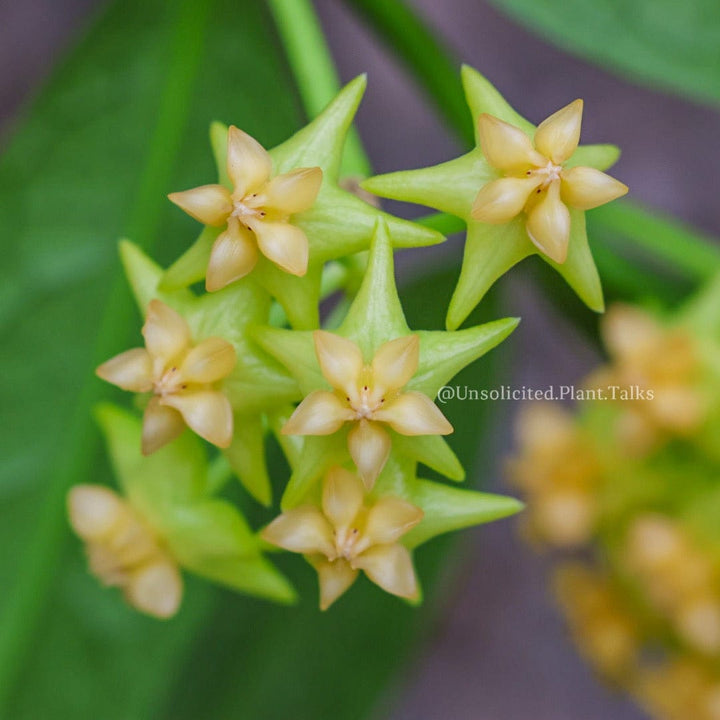 Hoya platycaulis