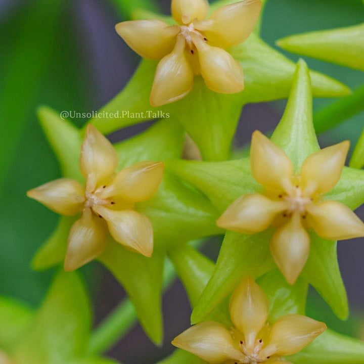 Hoya platycaulis