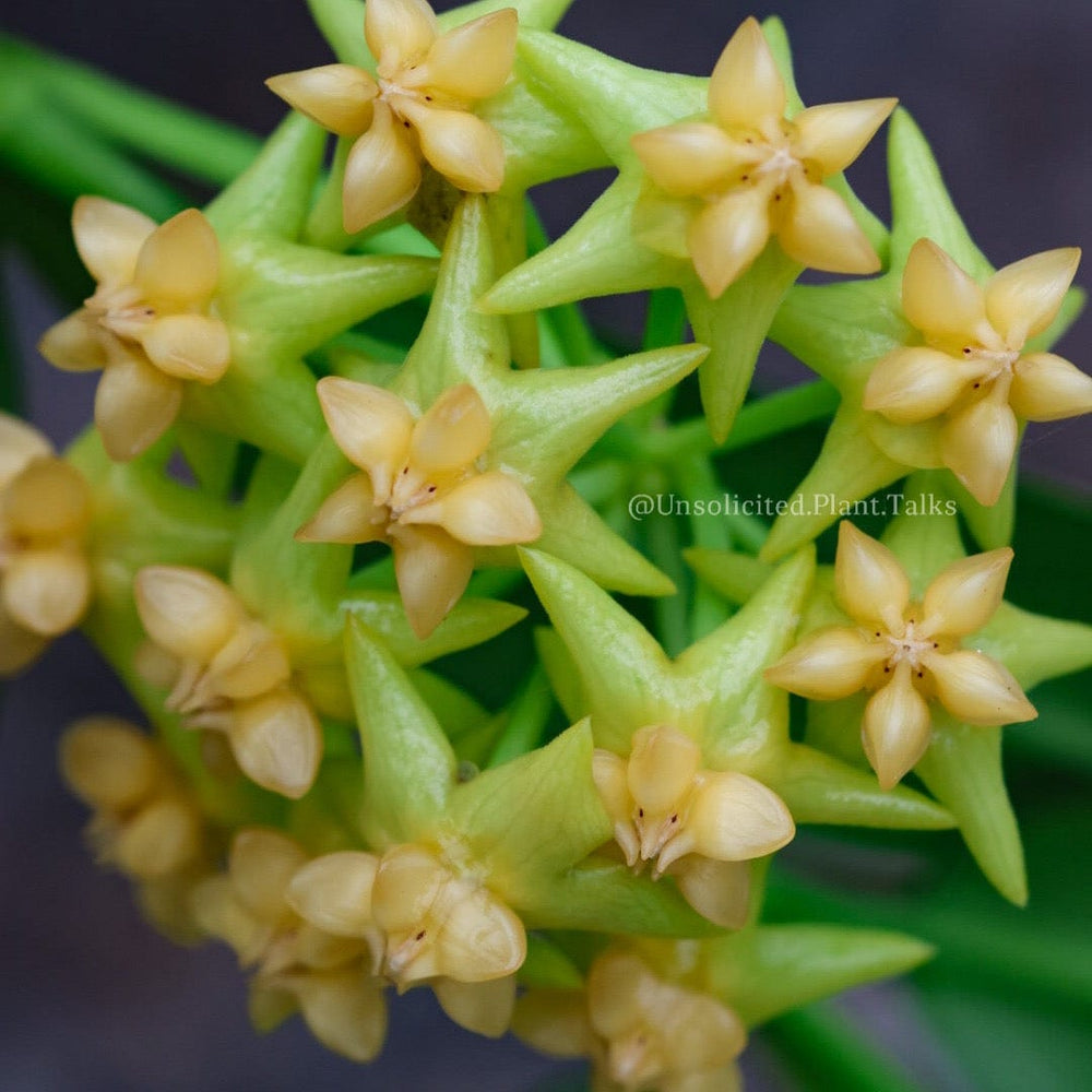 Hoya platycaulis