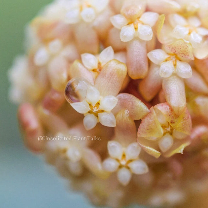 Hoya meredithii (round leaf)