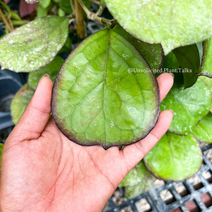 Hoya patcharawalai (seedling)