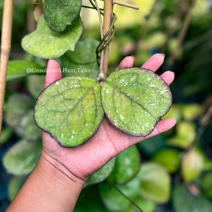 Hoya patcharawalai (seedling)