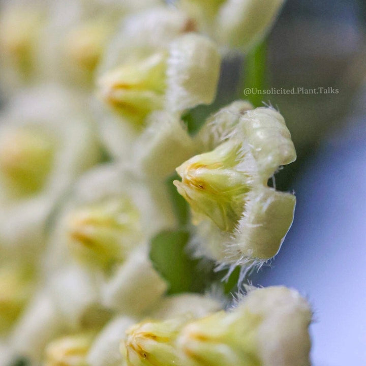 Hoya mirabilis (clone A)