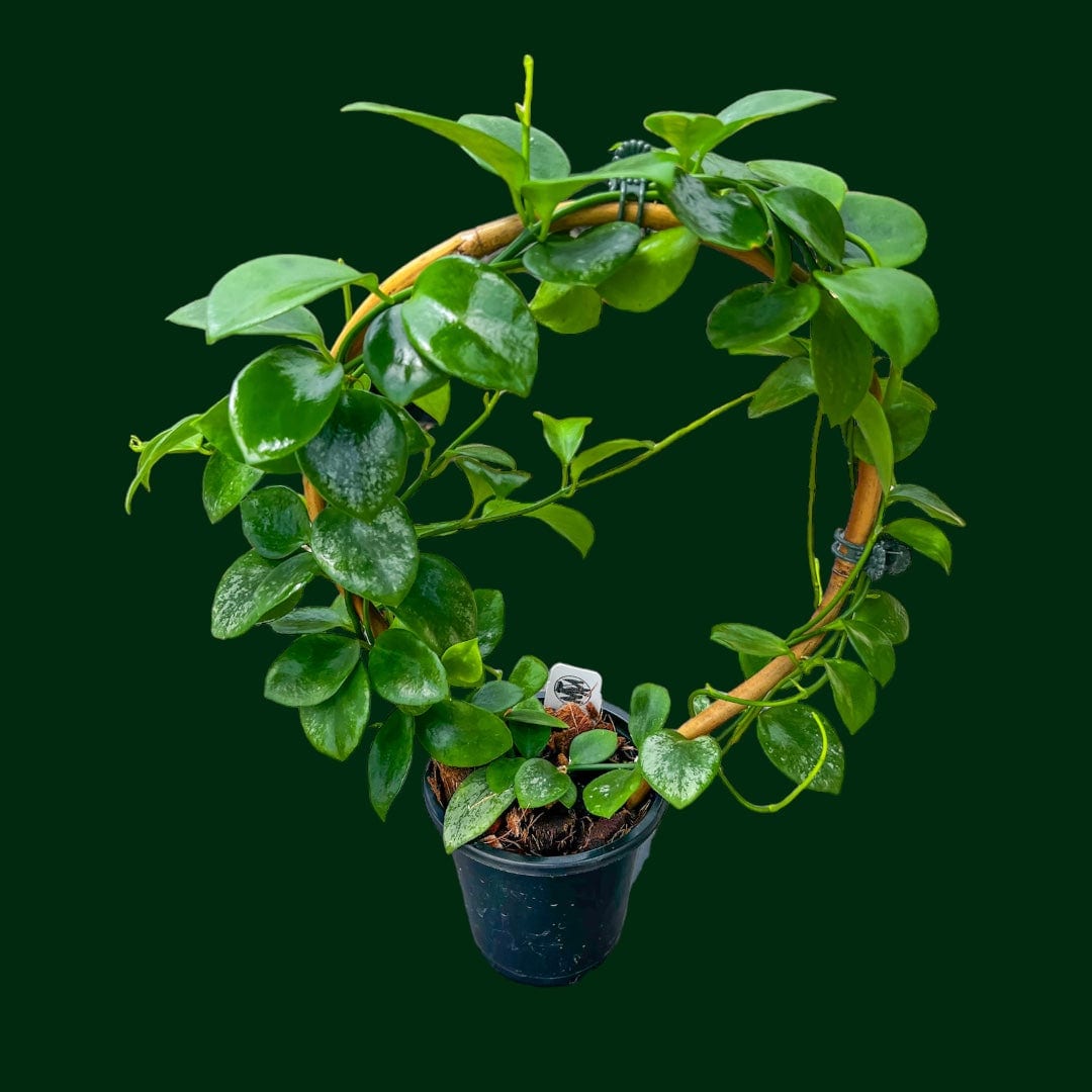 Trellised Hoya sp. (Biak)