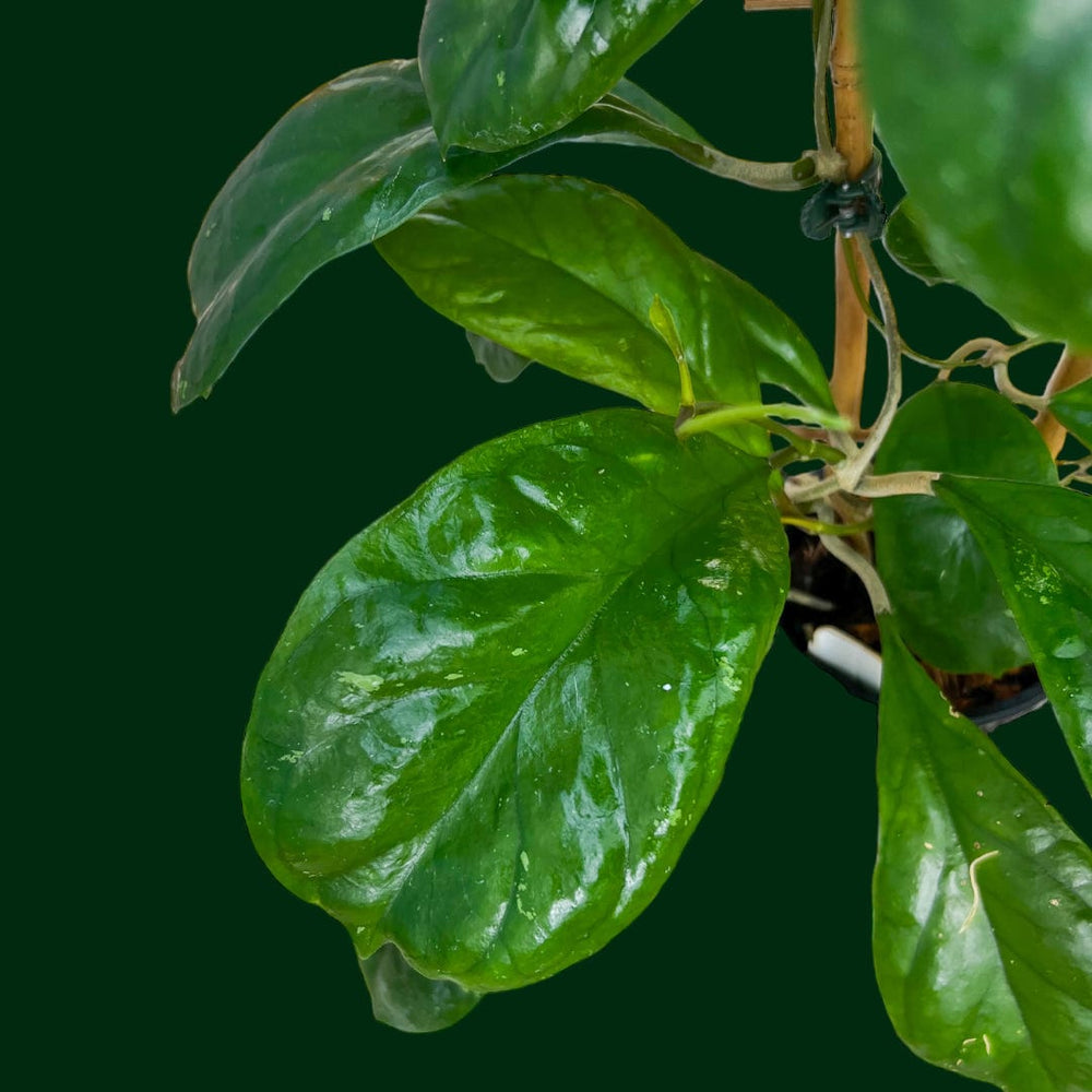 Trellised Hoya 'Viola'