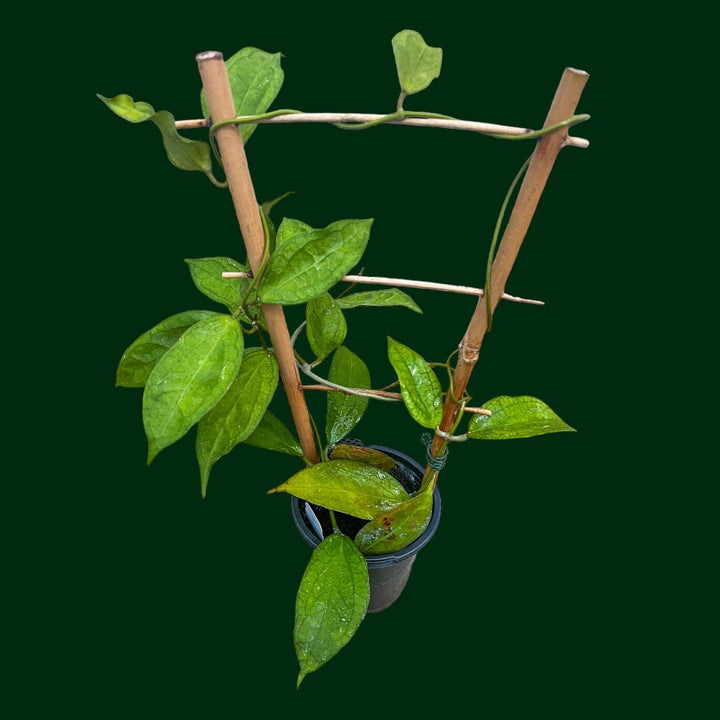 Trellised Hoya &