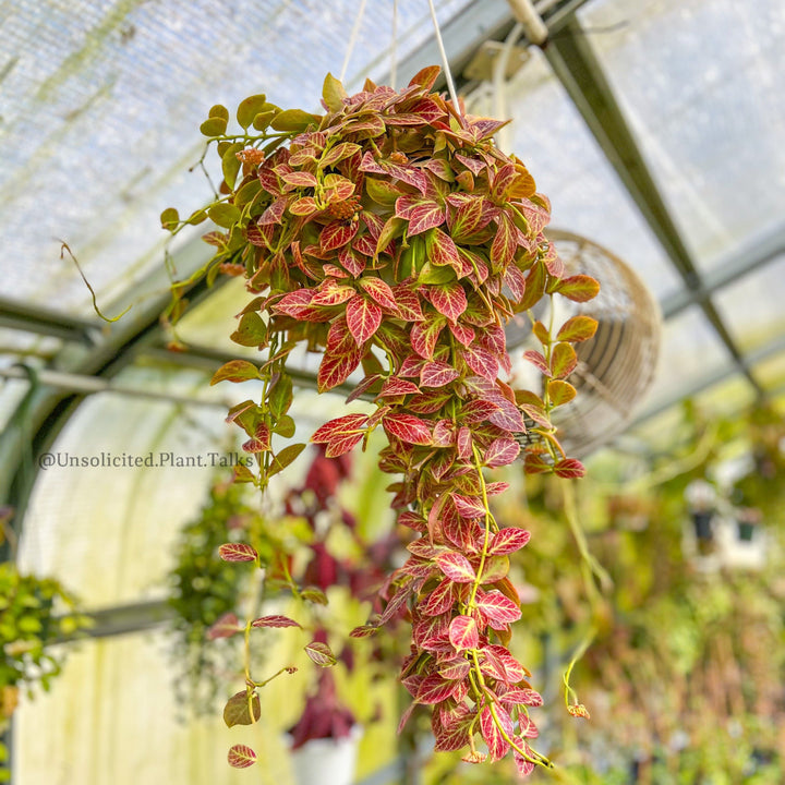 Hoya obscura