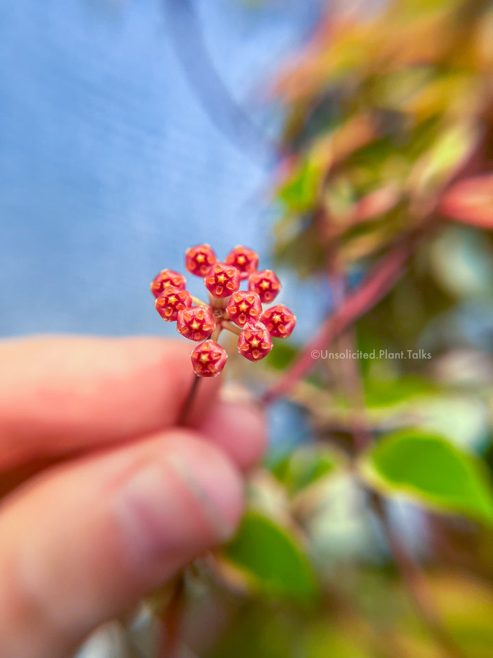 Hoya bakoensis (outer variegated) RARE