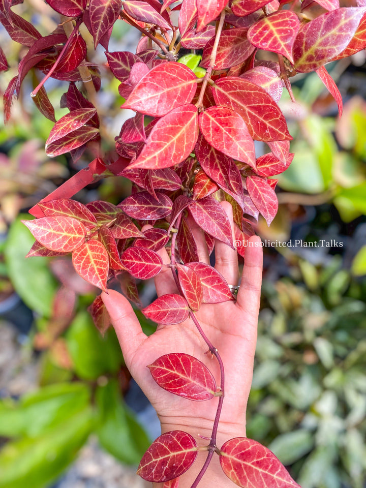 Hoya obscura (circulated as ‘Sunrise’)