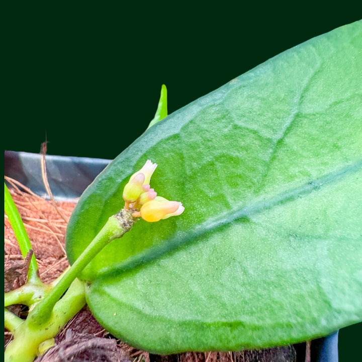 Dischidia acutifolia (PNG)