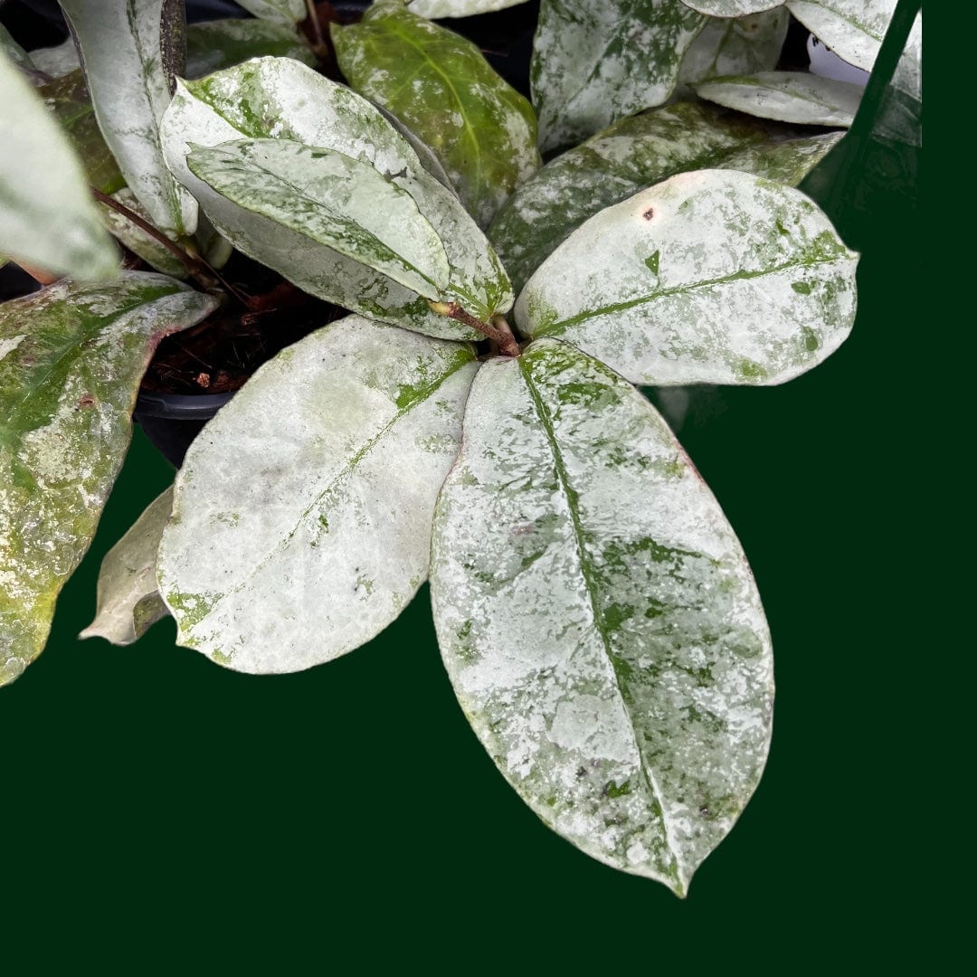 Hoya mitrata (Silver)