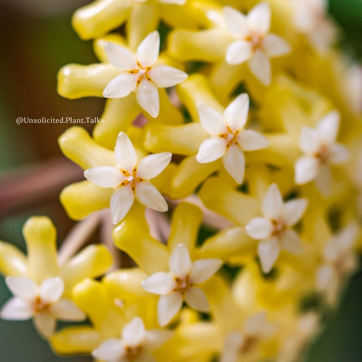 Hoya sp. Sumatra (01)