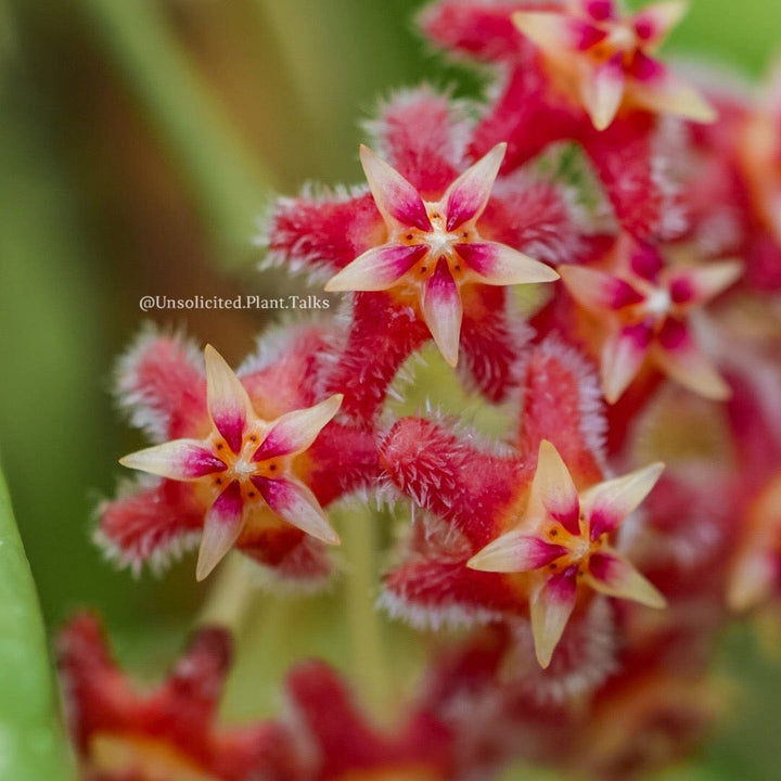 Hoya MB 1247 (H. erythrostemma x H. erythrina)