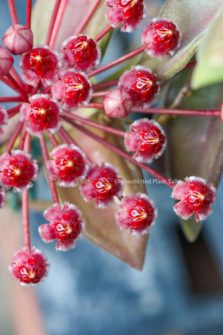 Hoya sp. NS05-240