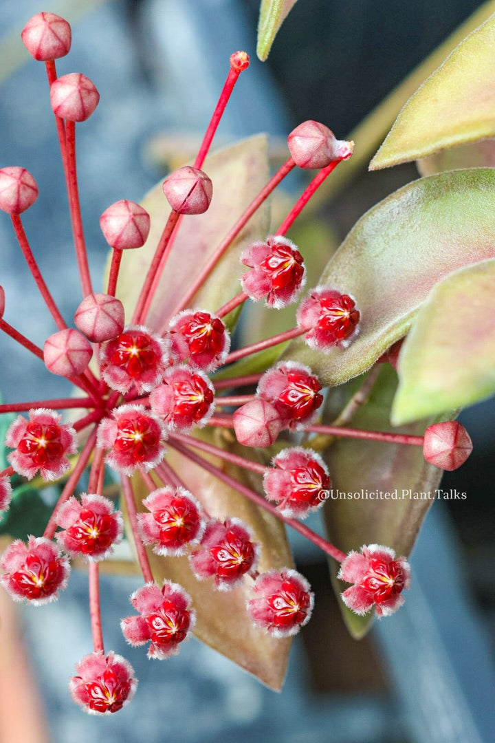 Hoya sp. NS05-240