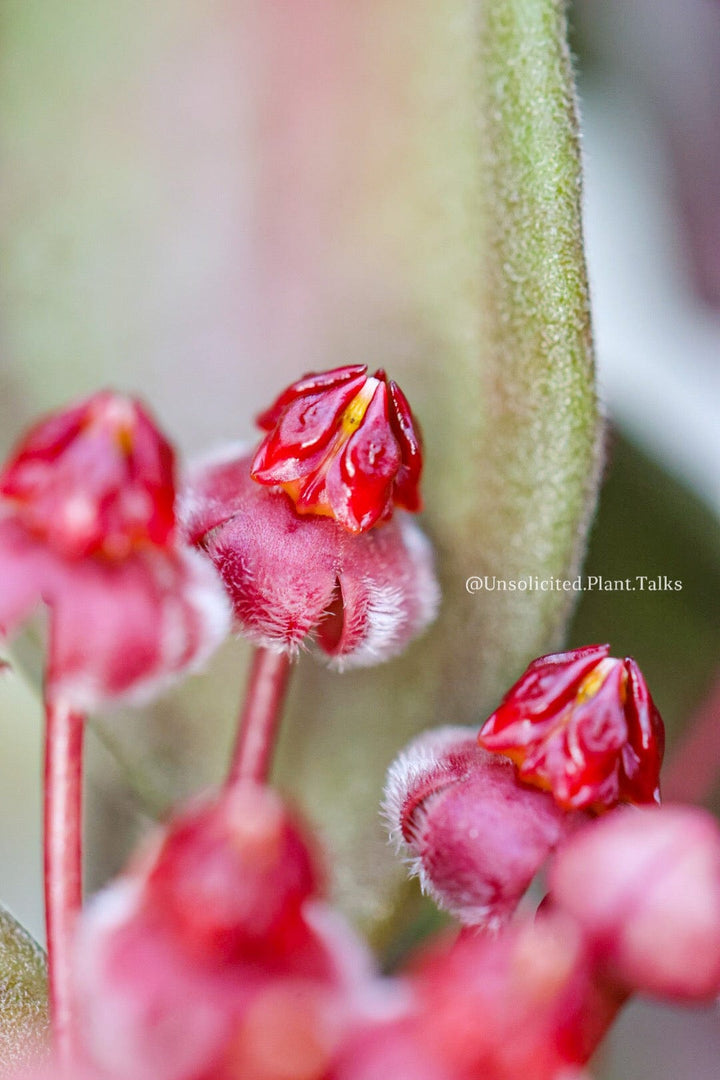 Hoya sp. NS05-240