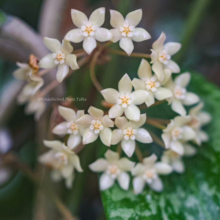 Hoya ‘Rangsan’