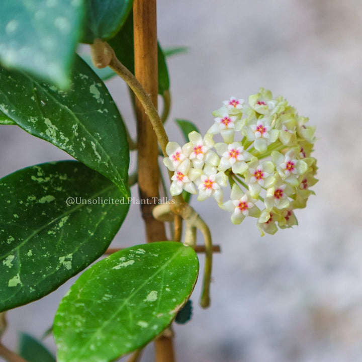 Hoya verticillata (acuta splash)