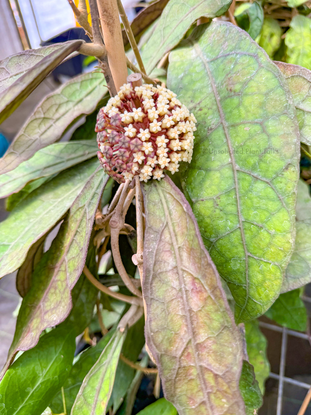 Hoya aff. clemensiorum (IML 1752)