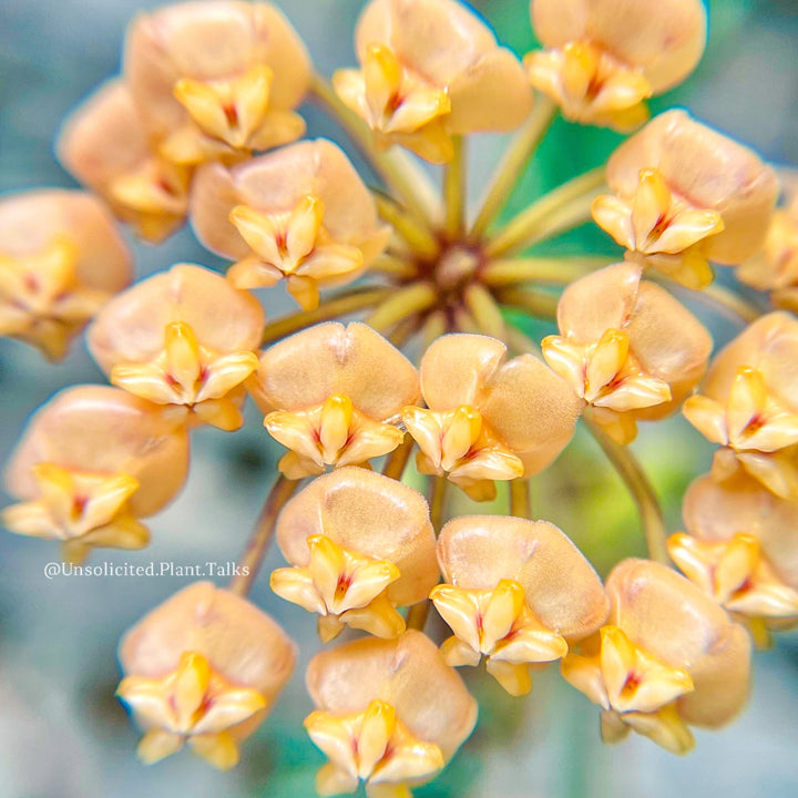 Hoya sigillatis (round leaves, splash)