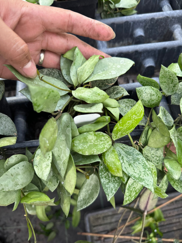 PSGC - Hoya lacunosa (big leaf, splash)