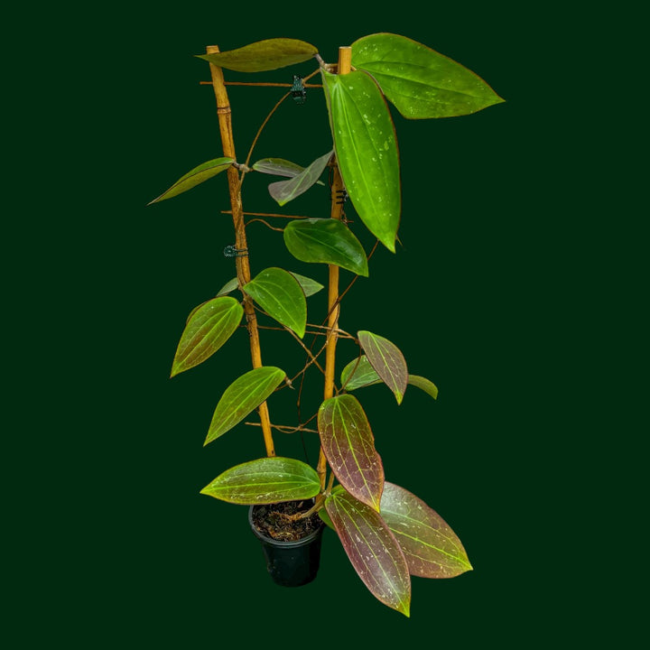 Hoya nicholsoniae (fka pottsii red leaves)