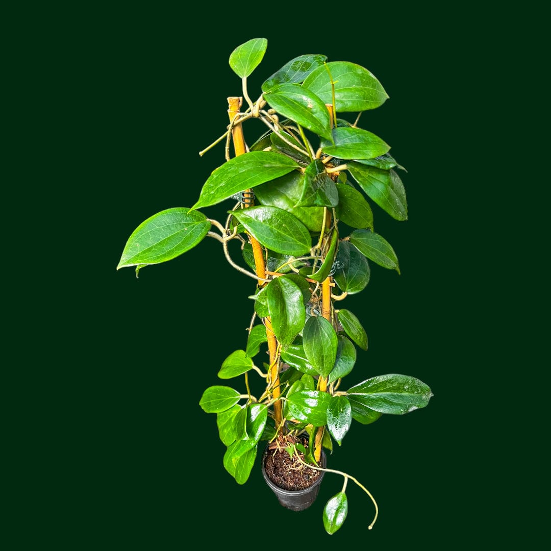 Trellised Hoya pottsii ‘Cooper’s Creek’