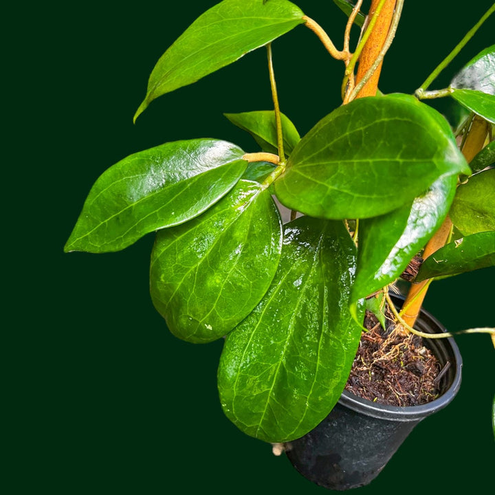 Trellised Hoya pottsii ‘Cooper’s Creek’