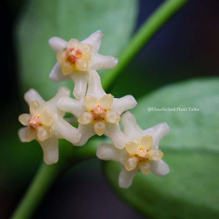 Hoya pandurata (Tsiang)